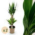 Yucca Elephantipes Zimmerpflanze - Wenig Pflege, Höhe 75cm, Topf 17cm Bild 1