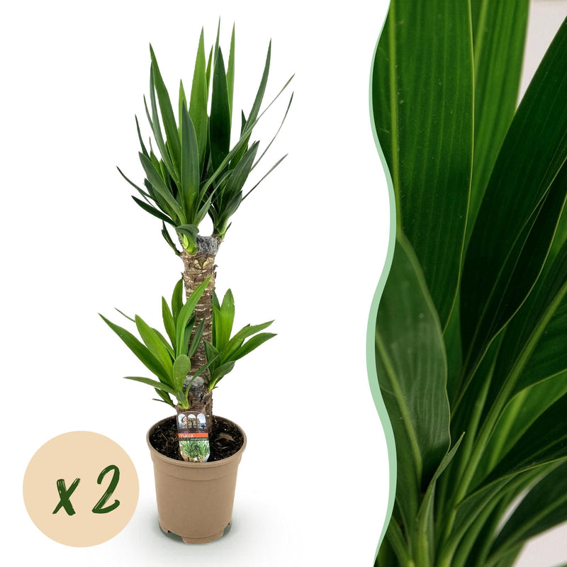 Yucca Elephantipes Zimmerpflanze - Wenig Pflege, Höhe 75cm, Topf 17cm