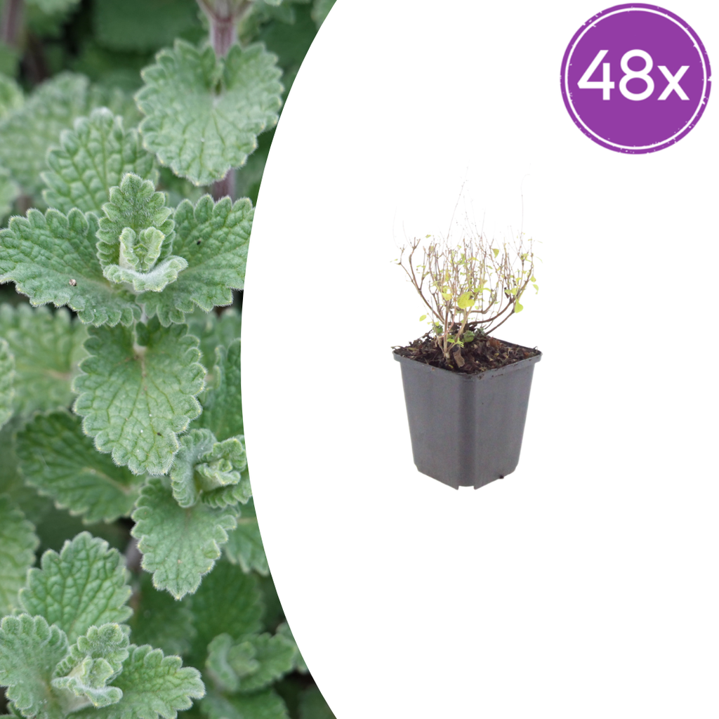 48x Calamintha n. nepeta - ↕10-25cm - Ø9cm