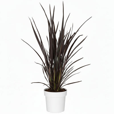 Phormium Rubra Nana - Rote Neuseeländer-Schwertlilie, Ø19cm, ↕70cm