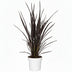 Phormium Rubra Nana - Red New Zealand Flax, Ø19cm, ↕70cm Bild 1
