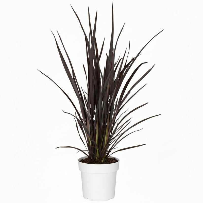 Phormium Rubra Nana - Red New Zealand Flax, Ø19cm, ↕70cm