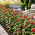 GreenboutiQ Himbeere 'Ottawa' - 3x Winterhart, Rote Früchte im 9cm Topf Bild 8