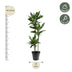 Dracaena Janet Lind, 150-160 cm, Topfgröße Ø24 Bild 2