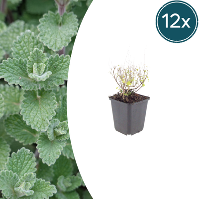 Calamintha n. nepeta: 12x aromatische Staude für sonnige Beete