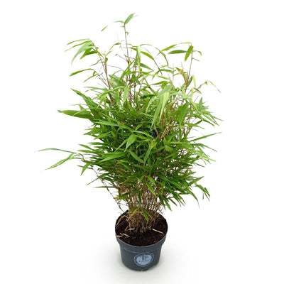 Green boutiQ - Gräser - Fargesia Rufa - Bambus - Nicht Ausbreitend - Grün - 1 Pflanze - Topf 23 cm - Höhe 80 cm