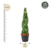 Sansevieria cylindrica 'Twist' (40 cm) - Moderne Bogenhanf-Zierpflanze Bild 2