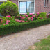 48x Euonymus Green Spire - 10-25cm - Topf Ø9cm Bild 5