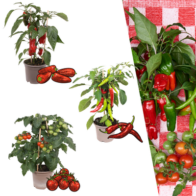 Roter Erntegemüse-Mix: Tomate, Paprika & Chili (Ø 14 cm)