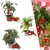 Red Harvest Vegetable Mix: Tomato, Bell Pepper & Chili (Ø 14 cm) Bild 1