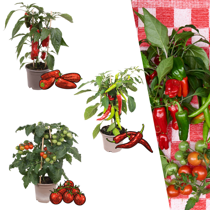 Red Harvest Vegetable Mix: Tomato, Bell Pepper & Chili (Ø 14 cm)