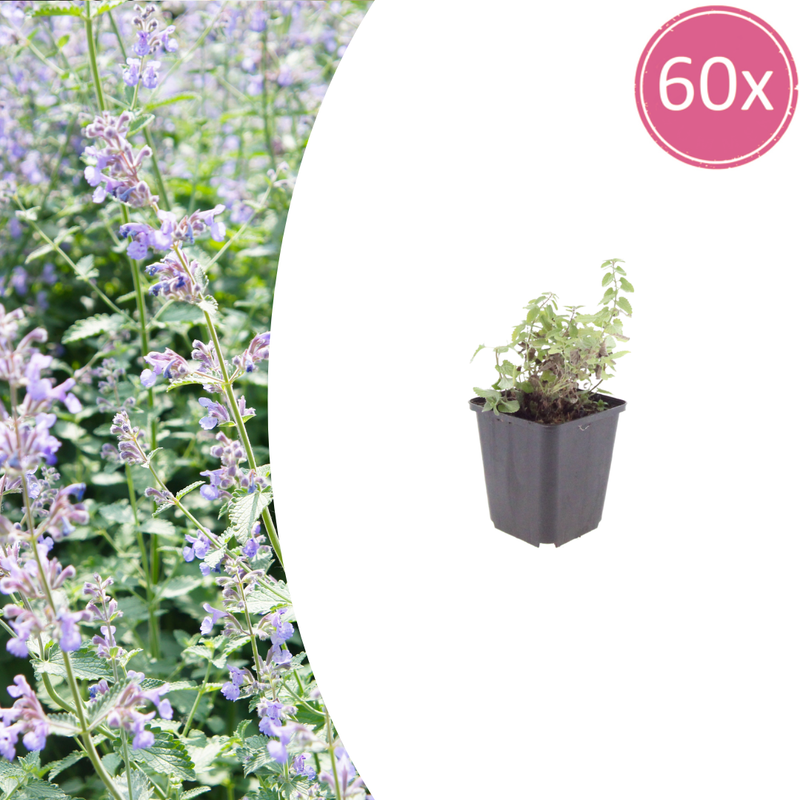 60x Katzenminze Nepeta faassenii, 10-25cm, Ø9cm