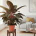 Philodendron Red Beauty Zimmerpflanze - 100cm Bild 2