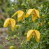 Clematis tangutica: Gelbe Waldrebe im 9cm Topf Bild 3