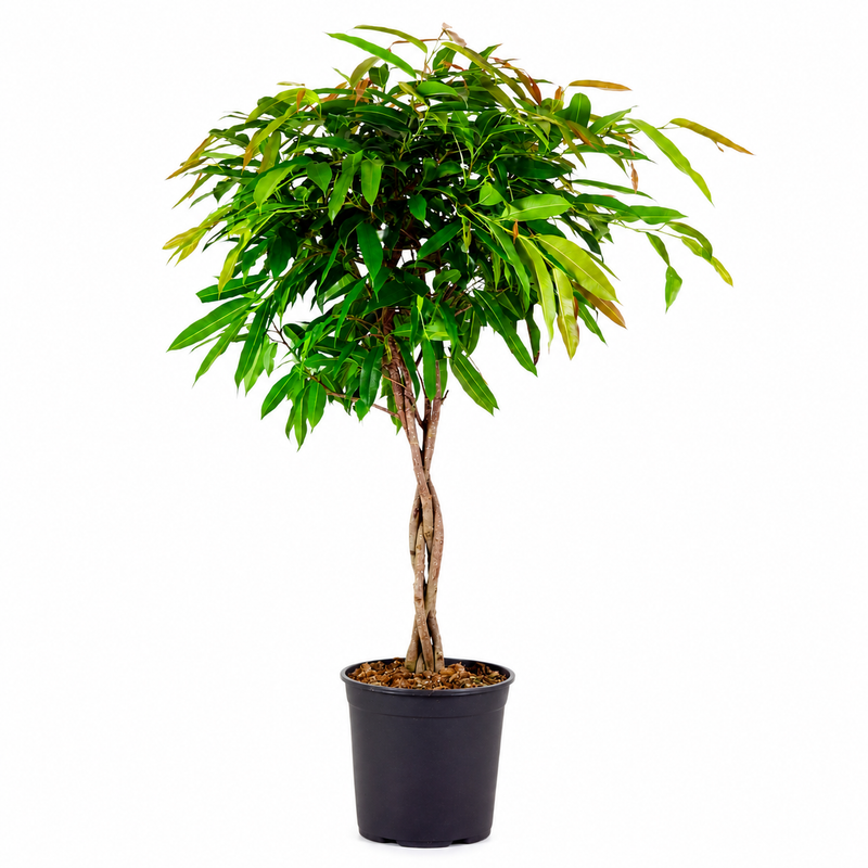 Ficus Amstel King mit geflochtenem Stamm - 130cm