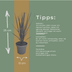 6x Panicum virgatum „Northwind“ – Kräftig aufragendes Ziergras mit schlanker Wuchsform | Topfgröße 12 cm Bild 3
