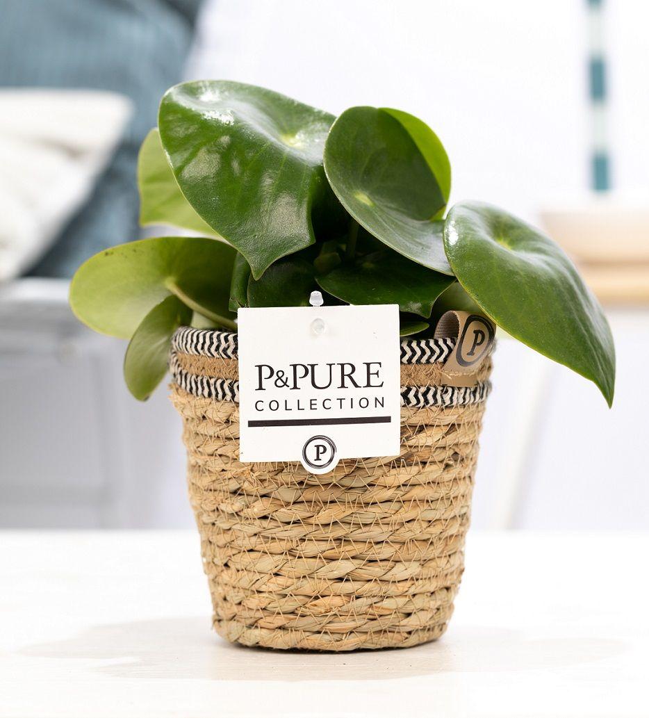 Peperomia Raindrop In P&PURE Basket - Ø12cm - ↕25cm