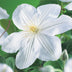 Clematis Madame Le Coultre: Blühende Kletterpflanze, 2 Stück Bild 4