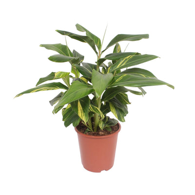 Alpinia Zerumbet Variegata - Bunte Ingwerpflanze im Ø27cm Topf (80cm hoch)