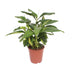 Alpinia Zerumbet Variegata - Bunte Ingwerpflanze im Ø27cm Topf (80cm hoch) Bild 1