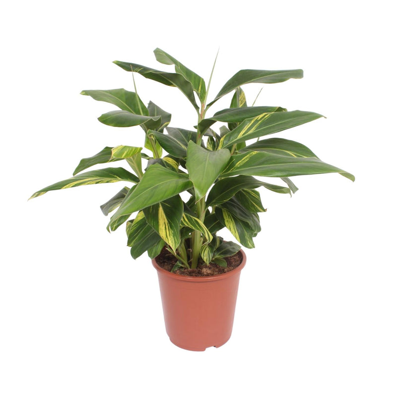Alpinia Zerumbet Variegata - Bunte Ingwerpflanze im Ø27cm Topf (80cm hoch)