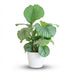Calathea Orbifolia with pot (65 cm) Bild 1