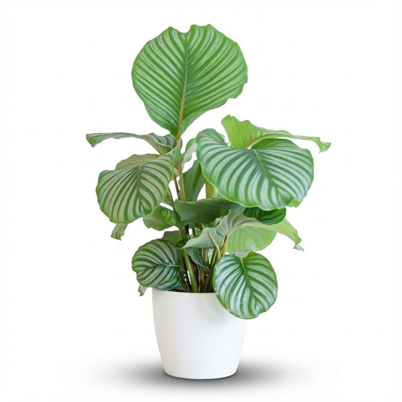 Calathea Orbifolia with pot (65 cm)