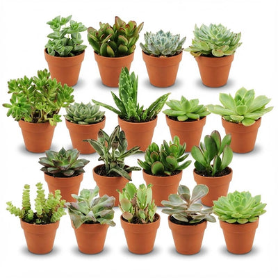 Mini Sukkulenten Mix: 18 Stück im Terrakotta-Topf, 8.1 cm