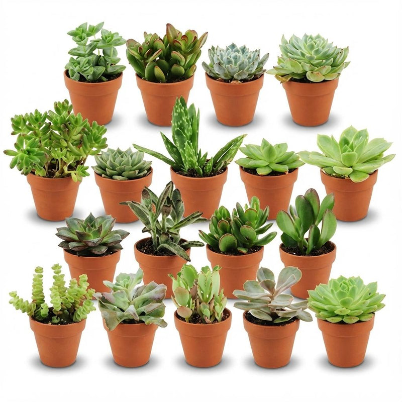 Mini Sukkulenten Mix: 18 Stück im Terrakotta-Topf, 8.1 cm