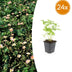 24x Wild Strawberry Fragaria vesca in 9cm pot, 10-25cm high Bild 1