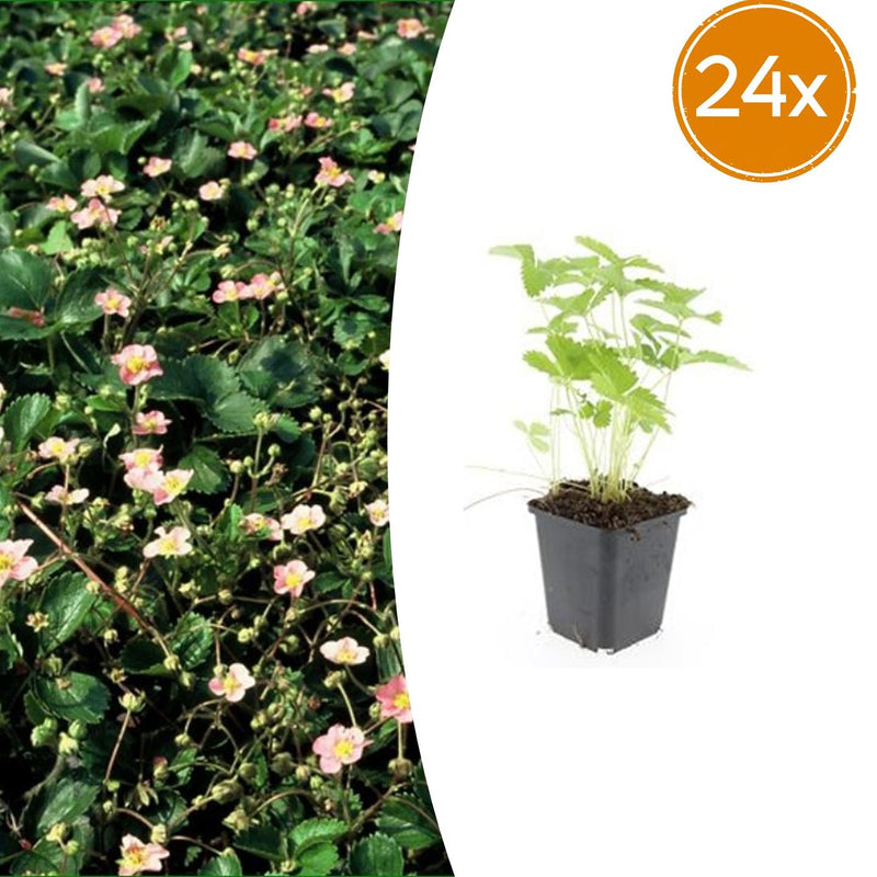 24x Wild Strawberry Fragaria vesca in 9cm pot, 10-25cm high