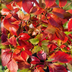 6x Parthenocissus quin. 'Engelmannii' - Rankpflanze mit gelb-grünen Blättern Bild 3