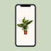 Spathiphyllum Bingo Cupido - Friedenslilie Ø19cm - ↕80cm Bild 5