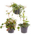 3er Baby Peperomia Mix – Grün, Rot, Tropisch, Ø6cm Bild 2
