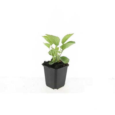 60x Purpur-Sonnenhut 'Magnus' (10-25cm, Ø9cm)
