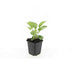 60x Purpur-Sonnenhut 'Magnus' (10-25cm, Ø9cm) Bild 2