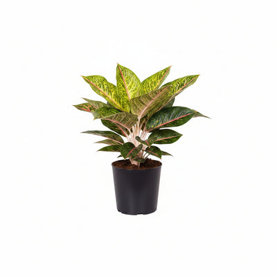 Aglaonema Spring Red – Große Zimmerpflanze im 19cm Topf, 60cm hoch