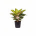 Aglaonema Spring Red – Große Zimmerpflanze im 19cm Topf, 60cm hoch Bild 1