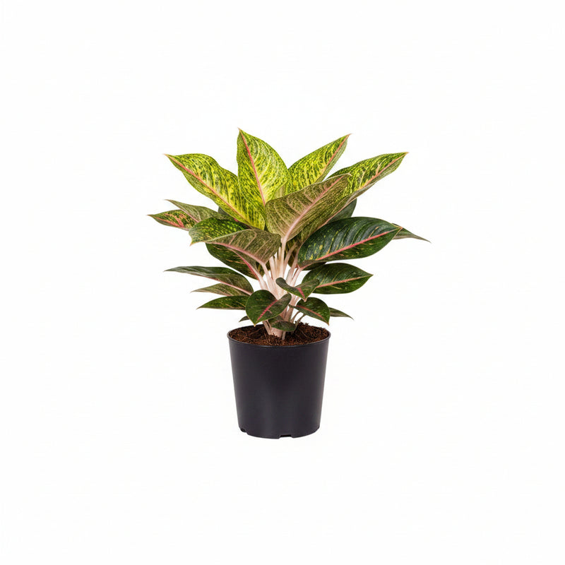 Aglaonema Spring Red – Große Zimmerpflanze im 19cm Topf, 60cm hoch