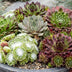 12x - Sempervivum Big Sam - Ø7cm - ↕10-12cm Bild 5