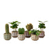 Pflanzen-Set mit 6 Mini-Pflanzen & Keramik-Töpfen San Juan Bild 1