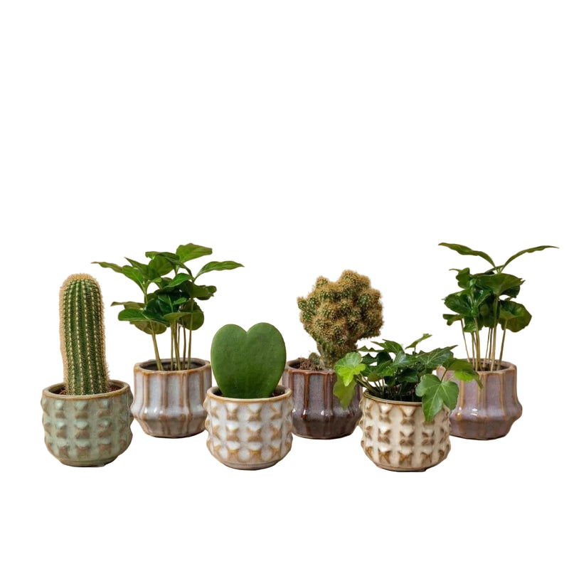 Pflanzen-Set mit 6 Mini-Pflanzen & Keramik-Töpfen San Juan