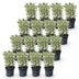 Green boutiQ - 16x Ilex crenata Covenxa - Japanische Stechpalme - Heckenpflanzen - Immergrün - Grün - Topf 9cm - Höhe 20-30cm Bild 3