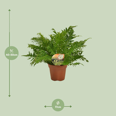 Blechnum Silver Lady Farn – Ø17cm – ↕50cm