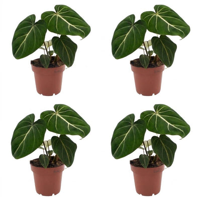 Green boutiQ - Philodendron Gloriosum - Gloriosum Philodendron - 4 Pflanzen - Topf 12cm - Höhe - 25cm