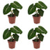 Green boutiQ - Philodendron Gloriosum - Gloriosum Philodendron - 4 Pflanzen - Topf 12cm - Höhe - 25cm Bild 2