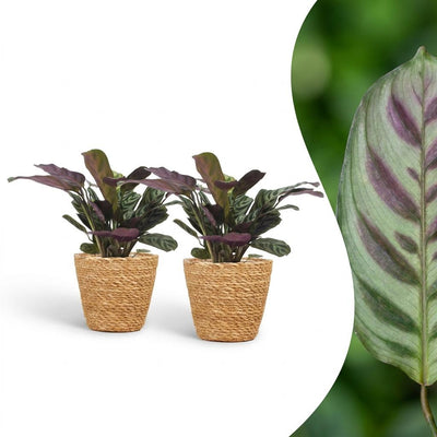 Green boutiQ - Ctenanthe Burle Marxii - Herringbone Prayer Plant - 2 Plants - with Basket - Pot 12cm - Height - 30cm