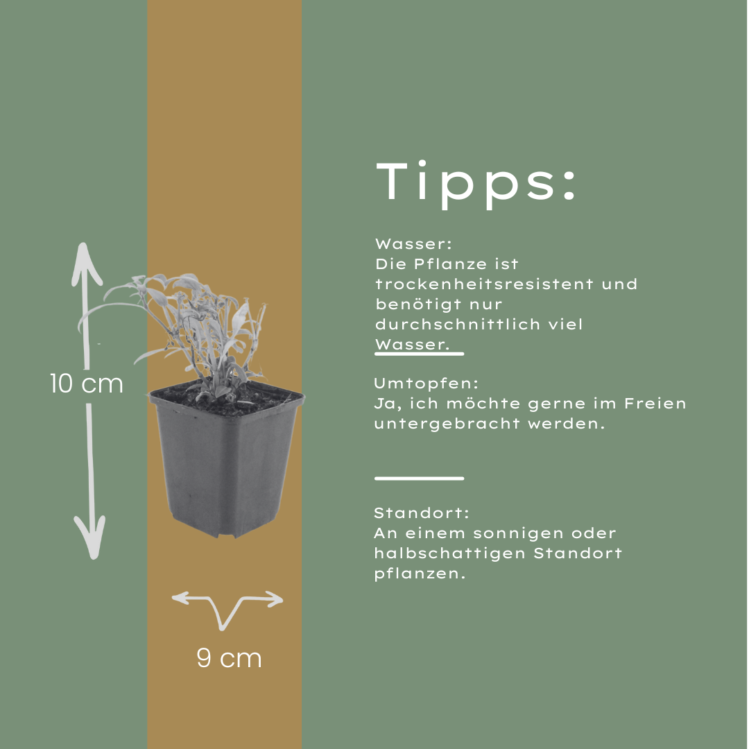 12x Rote Spornblume 'Coccineus' (10-25cm)