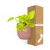 Epipremnum Pinnatum 'Golden Pothos' in ELHO Pot Pink 14 cm Bild 4