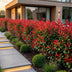 Green boutiQ - 40x Photinia fraseri Red Robin - Glanzmispel - Heckenpflanzen - Immergrün - Rot - Topf 9cm - Höhe 25-35cm Bild 7